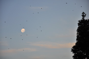 1海德公园傍晚的上空，蝙蝠飞舞