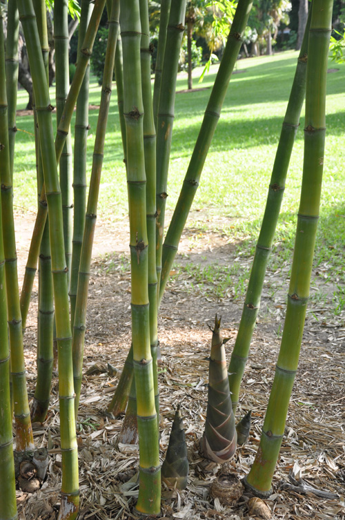7植物园里的竹笋